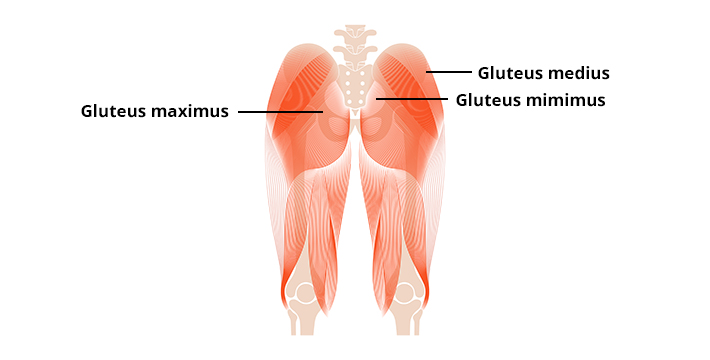 anatomie-van-billen-glutes.jpg