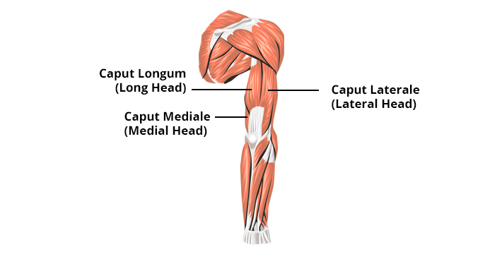 anatomie-van-triceps.jpg